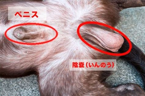 犬 ちんこ 赤い|赤いチンチンが引っ込みません。 